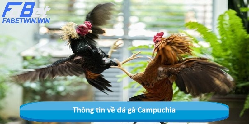 Thông tin về đá gà Campuchia